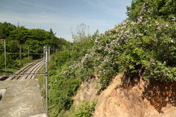 Šeříky na Obřanské stráni kvetou na mnoha místech, například i nad výjezdem z tunelu.
