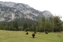 hory a krávy